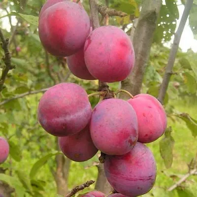 Слива ЭДИНБУРГСКАЯ в Костроме