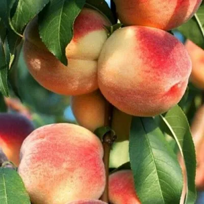 Персик ЛОЙКО 2  Персик ЛОЙКО 2 в Костроме