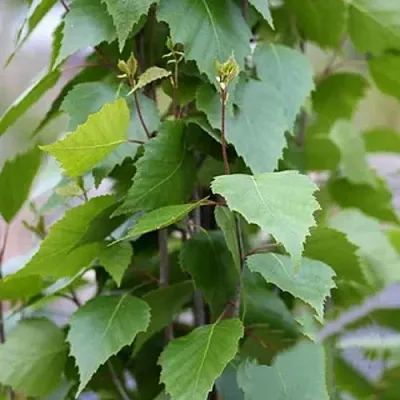 Береза ФАСТИГИАТА повислая   Береза ФАСТИГИАТА повислая  в Костроме