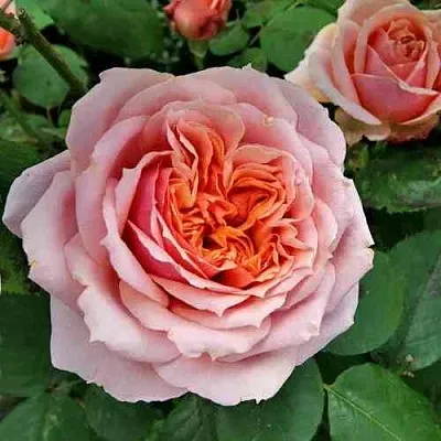 Саженцы роз ПОЛЬ БОКЮЗ шраб  Саженцы роз ПОЛЬ БОКЮЗ шраб в Костроме