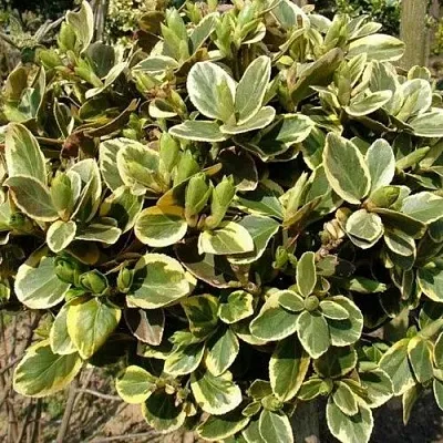 Бересклет КАНАДЕЙЛ ГОЛД   Бересклет КАНАДЕЙЛ ГОЛД  в Костроме