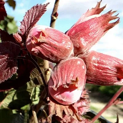 Фундук АЛЫЙ ПАРУС  Фундук АЛЫЙ ПАРУС в Костроме