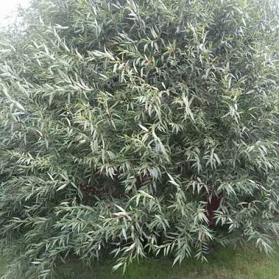 Ива СЕРЕБРИСТАЯ  Ива СЕРЕБРИСТАЯ в Костроме