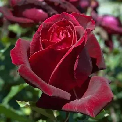 Саженцы роз ПАПА МЕЙЯН чайно-гибридная в Костроме