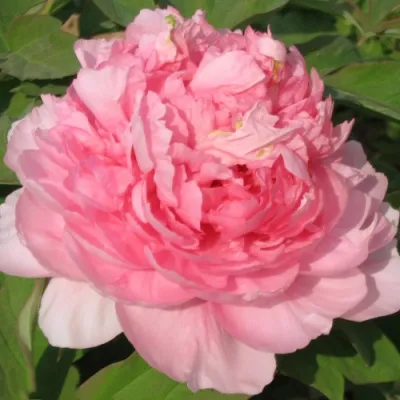 Пион ИМПЕРАТОРСКАЯ НАЛОЖНИЦА древовидный в Костроме