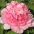 Пион ИМПЕРАТОРСКАЯ НАЛОЖНИЦА древовидный — описание сорта Пион ИМПЕРАТОРСКАЯ НАЛОЖНИЦА древовидный в Костроме