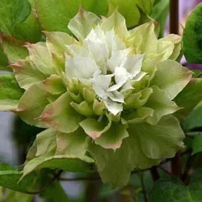 Клематис СЕН-НО-КЕЙЗ  Клематис СЕН-НО-КЕЙЗ в Костроме