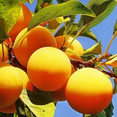 Желтая  в Костроме