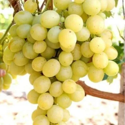 Виноград ТАЛИСМАН в Костроме