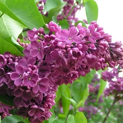 Сирень ДЕНЬ ПОБЕДЫ  Сирень ДЕНЬ ПОБЕДЫ в Костроме