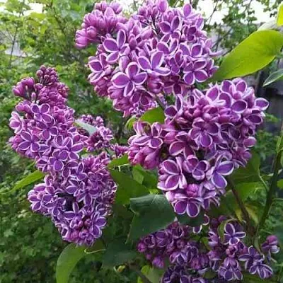 Сирень СЕНСАЦИЯ  Сирень СЕНСАЦИЯ в Костроме