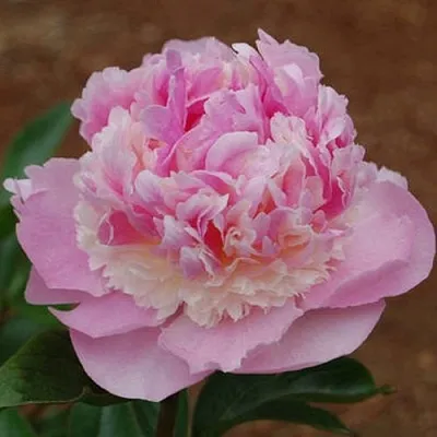 Пион ЭНДЖЕЛ ЧИКС травянистый  Пион ЭНДЖЕЛ ЧИКС травянистый в Костроме