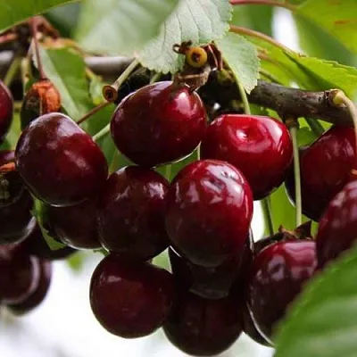 Вишня НОВОДВОРСКАЯ  Вишня НОВОДВОРСКАЯ в Костроме