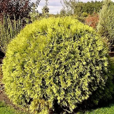 Туя ГЛОБОЗА АУРЕА западная в Костроме