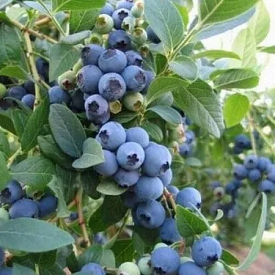 Голубика ЭЛЛИОТ в Костроме