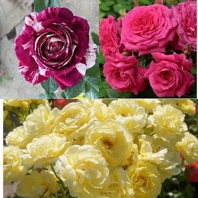 Комплект РОЗОВЫЙ АКЦЕНТ в Костроме