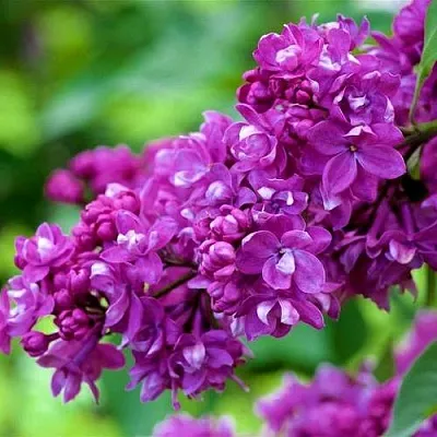 Сирень ОГНИ ДОНБАССА  Сирень ОГНИ ДОНБАССА в Костроме