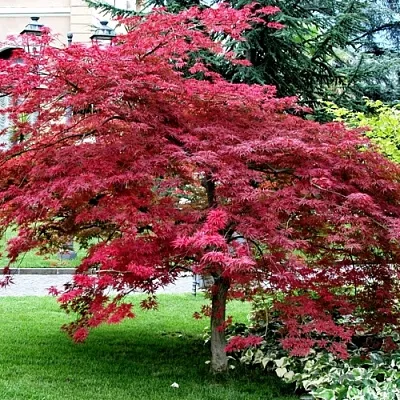 Клен пальмолистный  Клен пальмолистный в Костроме