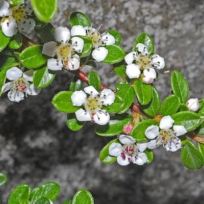 Кизильник ТАНГСТЕДТ горизонтальный   Кизильник ТАНГСТЕДТ горизонтальный  в Костроме