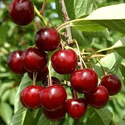 Вишня ЩЕДРАЯ Вишня ЩЕДРАЯ