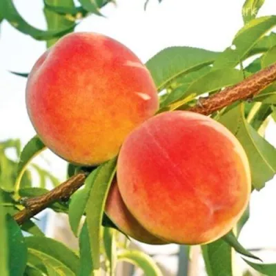 Персик ОНТАРИО — описание сорта Персик ОНТАРИО в Костроме