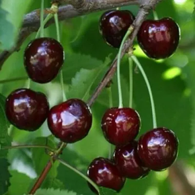 Черешня НАРОДНАЯ  Черешня НАРОДНАЯ в Костроме