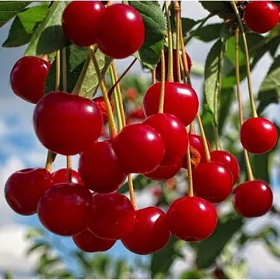 Вишня ФЛОРА Вишня ФЛОРА