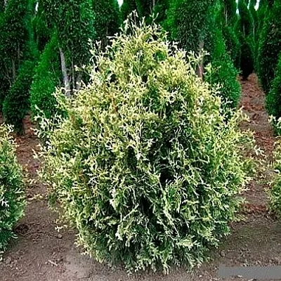 Туя ГОЛД ПЕРЛ западная в Костроме