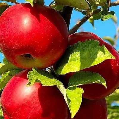 Зимние сорта  Зимние сорта в Костроме