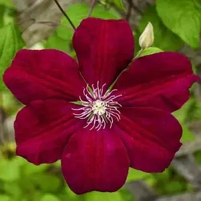 Клематис РУЖ КАРДИНАЛ  Клематис РУЖ КАРДИНАЛ в Костроме
