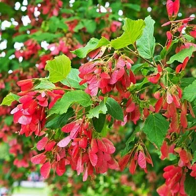 Клен татарский  Клен татарский в Костроме