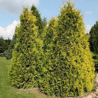 Туя АУРЕОСПИКАТА западная  Туя АУРЕОСПИКАТА западная в Костроме