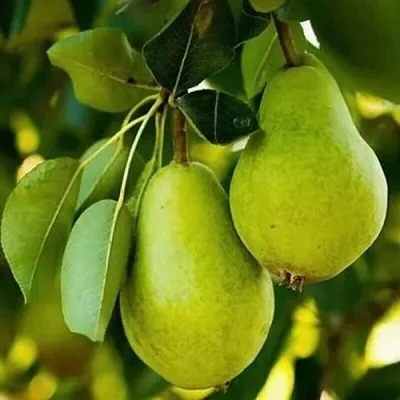Груша СЕВЕРЯНКА колонновидная  Груша СЕВЕРЯНКА колонновидная в Костроме