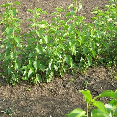 Подвой вишни АНТИПКА в Костроме