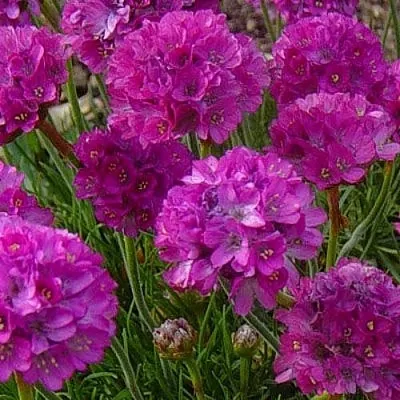 Армерия МОНИНГ СТАР ДИП РОУЗ в Костроме