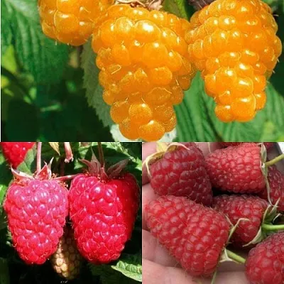 Комплект ЗОЛОТАЯ МАЛИНА в Костроме