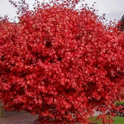 Клен гиннала   Клен гиннала  в Костроме