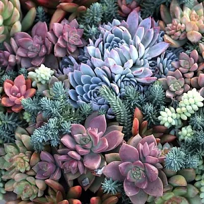 Суккуленты Суккуленты в Костроме