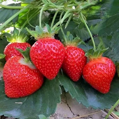 Клубника ТЕА в Костроме