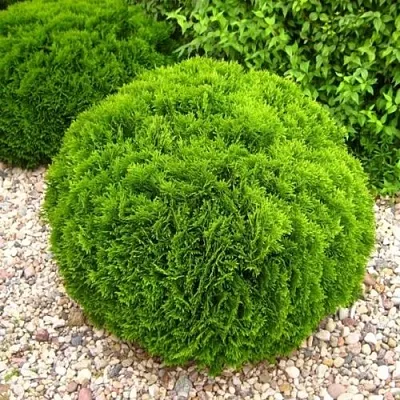 Туя ДАНИКА западная  Туя ДАНИКА западная в Костроме