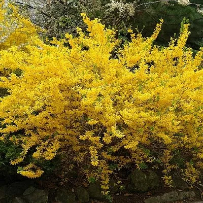 Форзиция ГОЛДЗАУБЕР средняя в Костроме