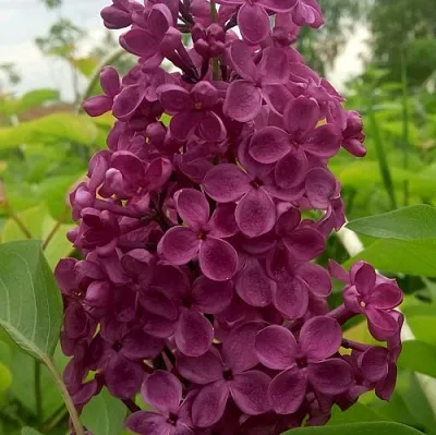 Сирень ИНДИЯ  Сирень ИНДИЯ в Костроме