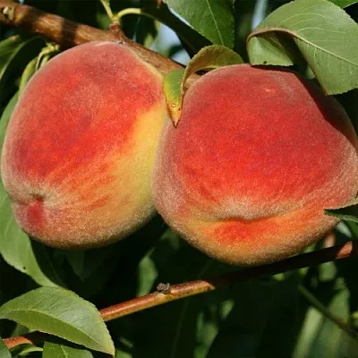 Персик МАРИЯ  Персик МАРИЯ в Костроме