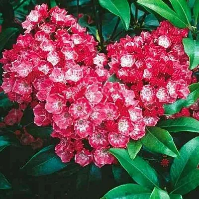 Кальмия КАРДИНАЛ  Кальмия КАРДИНАЛ в Костроме