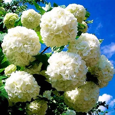 Калина БУЛЬДЕНЕЖ  Калина БУЛЬДЕНЕЖ в Костроме