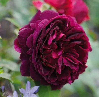 Саженцы роз МАНСТЕД ВУД английская  Саженцы роз МАНСТЕД ВУД английская в Костроме