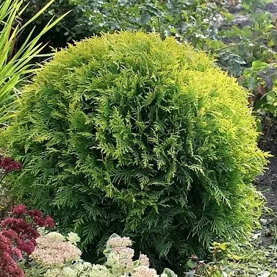 Туя ЕЛЛОУ ГЛОБ западная  Туя ЕЛЛОУ ГЛОБ западная в Костроме