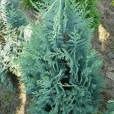 Кипарисовик КОЛУМНАРИС лавсона  Кипарисовик КОЛУМНАРИС лавсона в Костроме