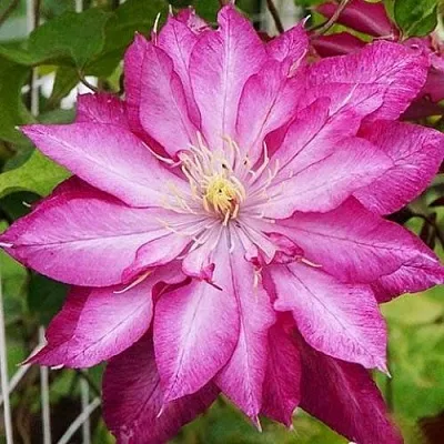 Клематис КАЕН  Клематис КАЕН в Костроме