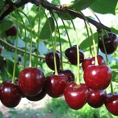 Вишня БЫСТРИНКА  Вишня БЫСТРИНКА в Костроме